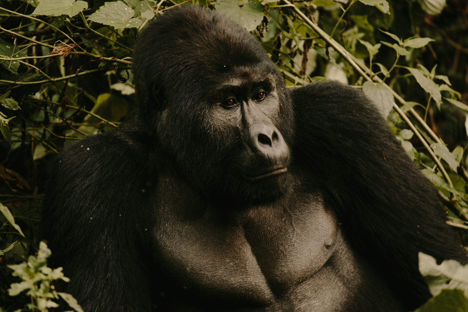 bwindi impenetrable forest gorillas uganda